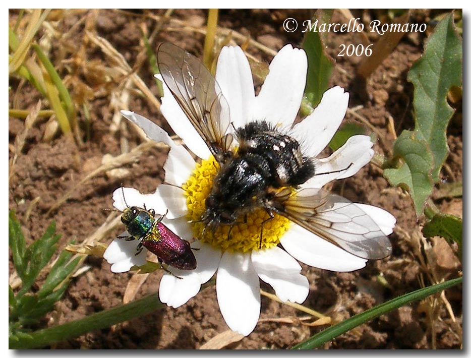 Album di ditteri fotografati in Sicilia nel 2007